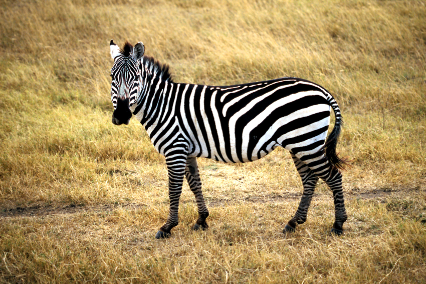 Tansania, Serengeti - Safari