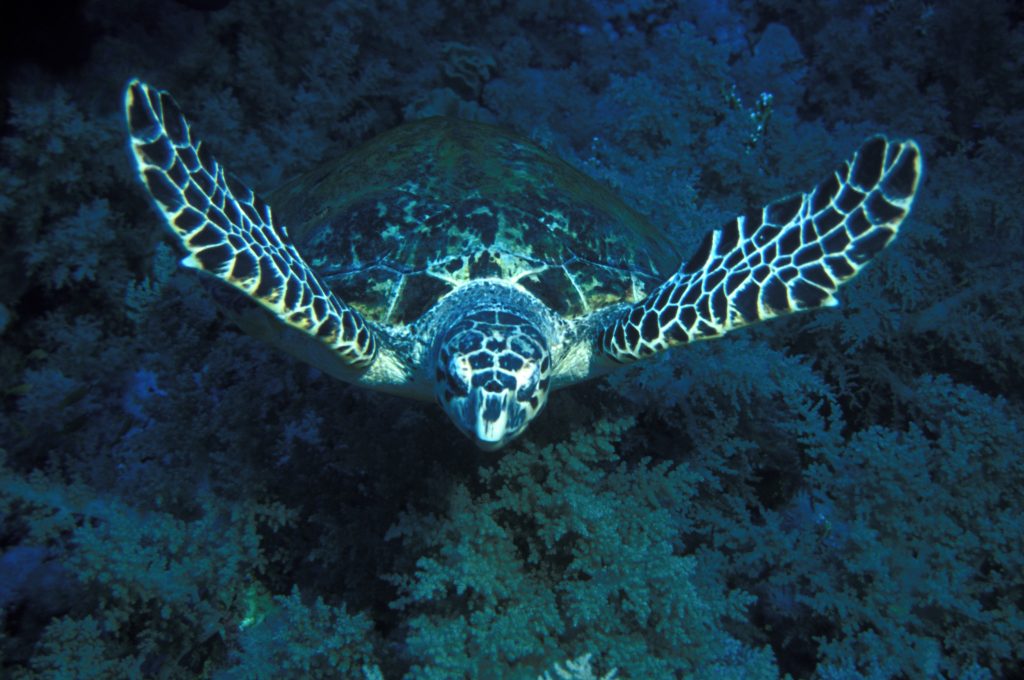 Schildkröte, Tauchsafari Heaven Divers, Rotes Meer, Ägypten
