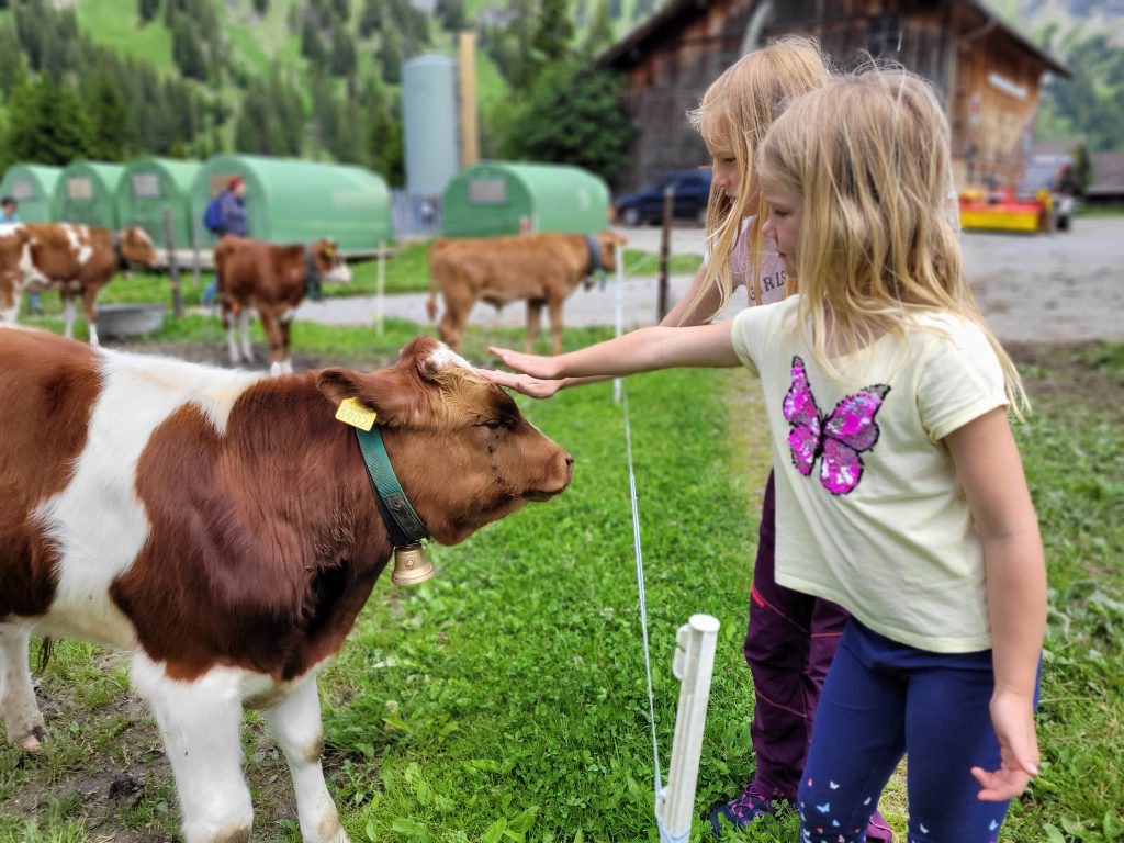 Kinder streicheln Kühe, Vogel Lisi Weg Adelboden