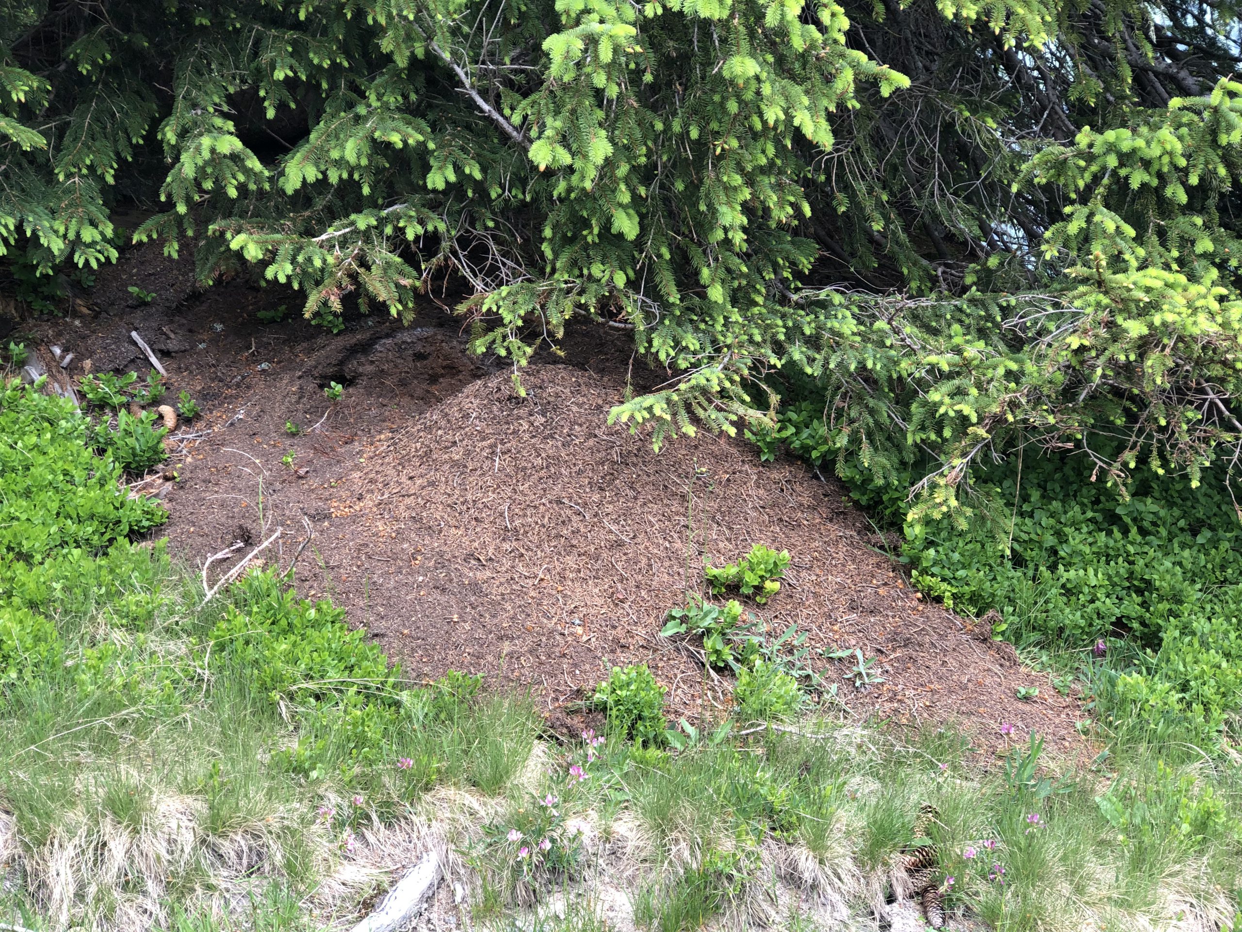 Ameisenhaufen Vogel Lisi Weg Adelboden