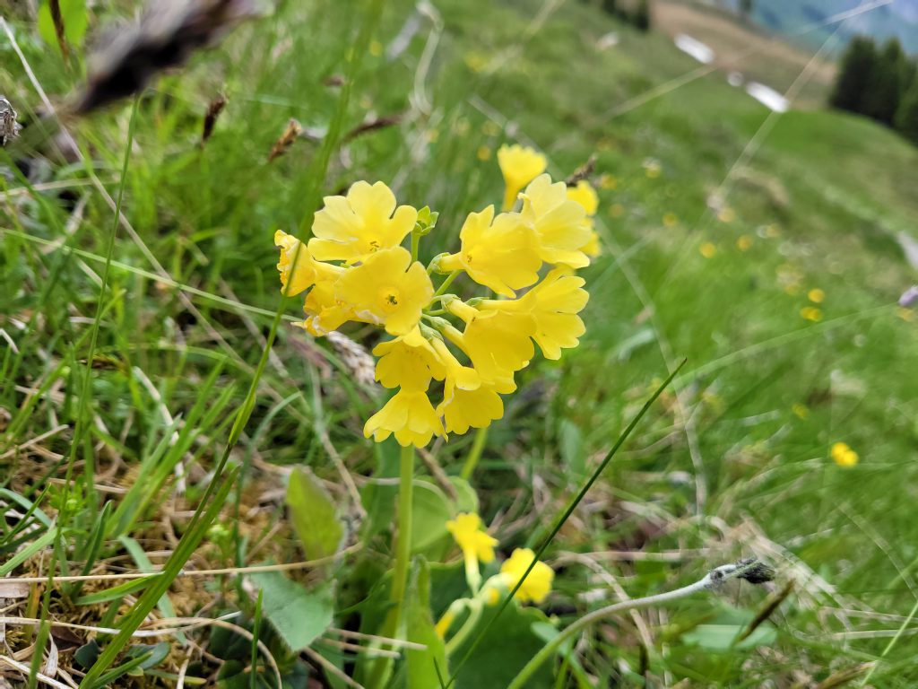 Alpenblume Vogel Lisi Weg Adelboden