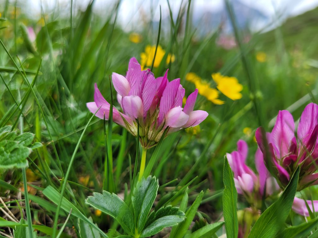 Alpenblume Vogel Lisi Weg Adelboden