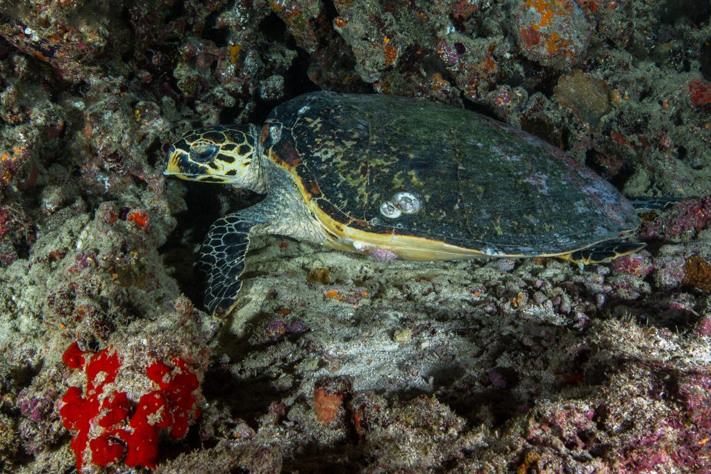 Schlafende Schildkröte beim Nachttauchgang, Scubaspa, Malediven