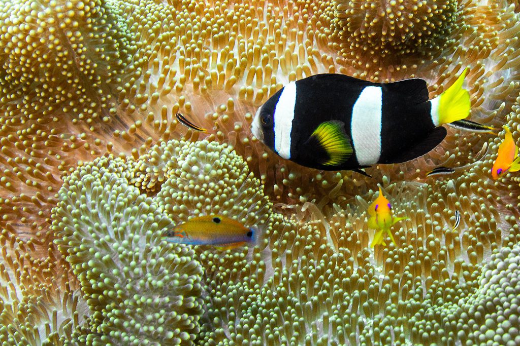 Clarks Anemonenfisch