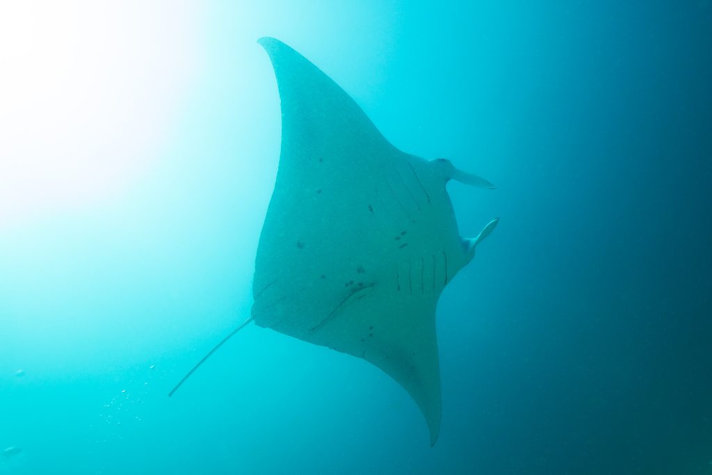 Mantarochen, Scubaspa, Malediven