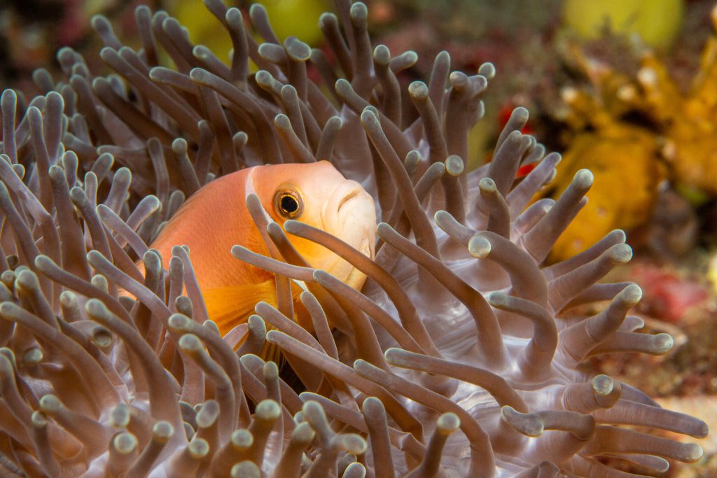 Malediven Anemonenfisch, Scubaspa, Malediven