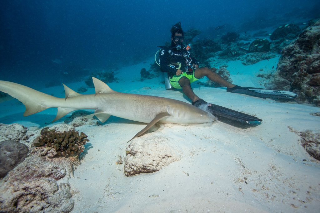 Ammenhai / Nurse Shark mit Taucher, Scubaspa, Malediven