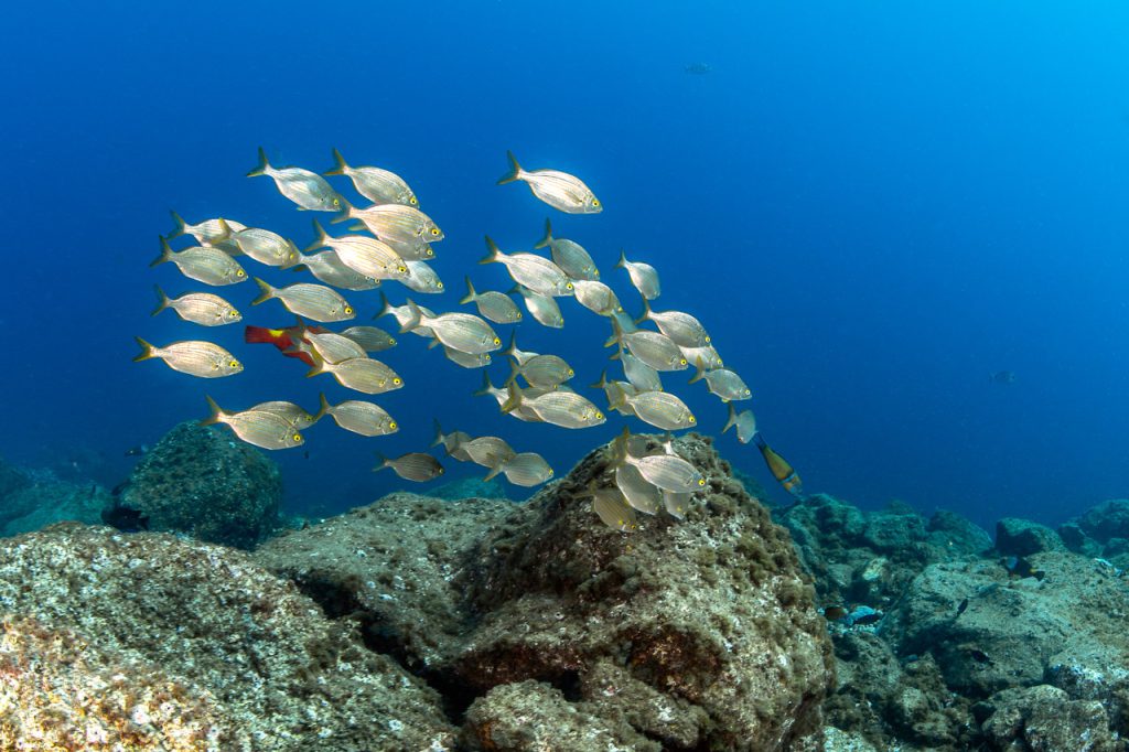 Fischschwarm beim Tauchgang in Radazul, Teneriffa