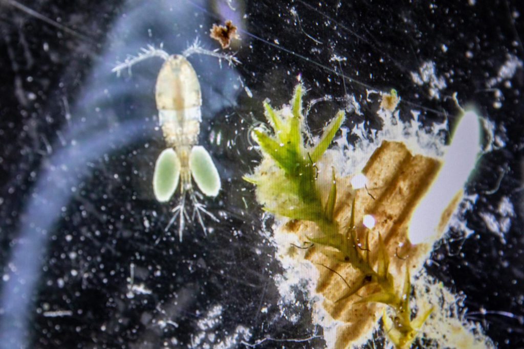 Lebewesen im Wasser unter dem Mikroskop