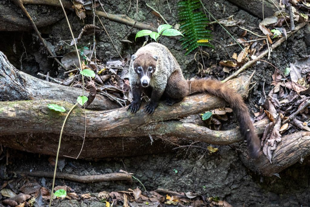 Nasenbär, Metropolitan Natural Park in Panama Ctiy