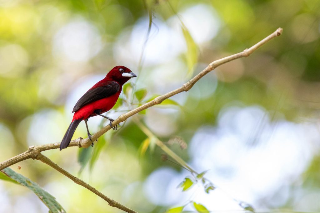 Schöner Schwarz-roter Vogel im Metropolitan Natural Park in Panama Ctiy
