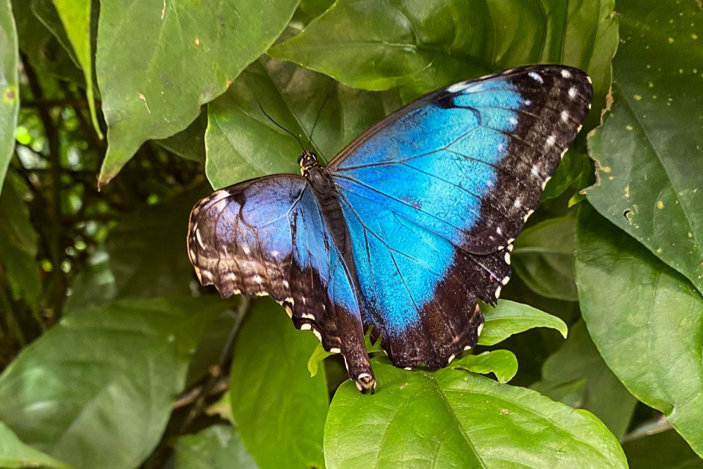 Großer blauer Schmetterling im Mariposario - Butterfly Heaven in El Valle de Anton