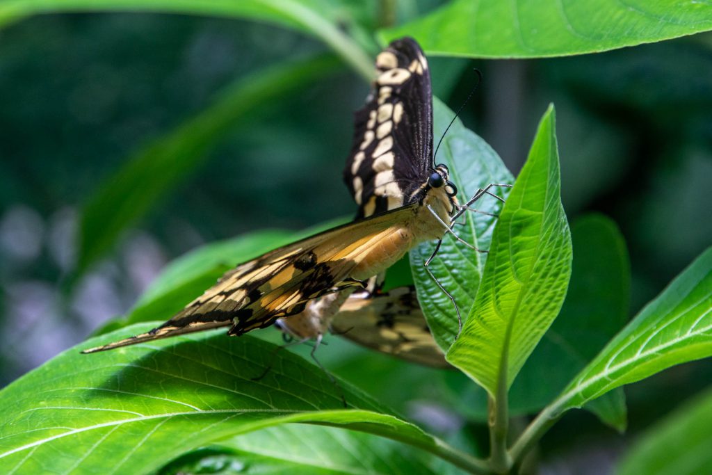 Schmetterlinge bei der Paarung im Mariposario - Butterfly Heaven in El Valle de Anton - Panama