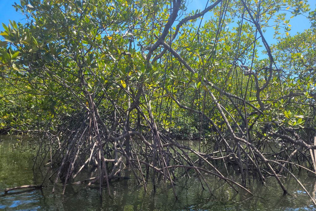 Mangroven - Isla Cabello