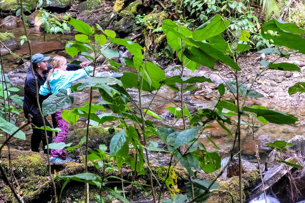 Quetzal im Regenwald von Boquete aufgespührt.