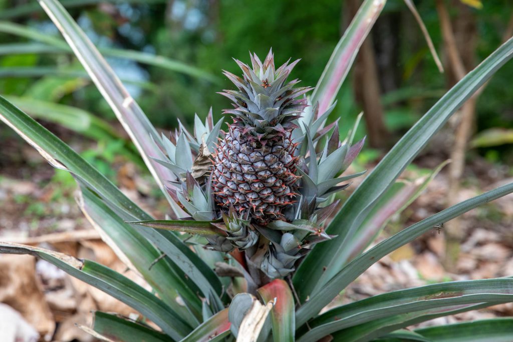 So wächst eine Ananas - Bastimentos, Bocas del Toro, Panama