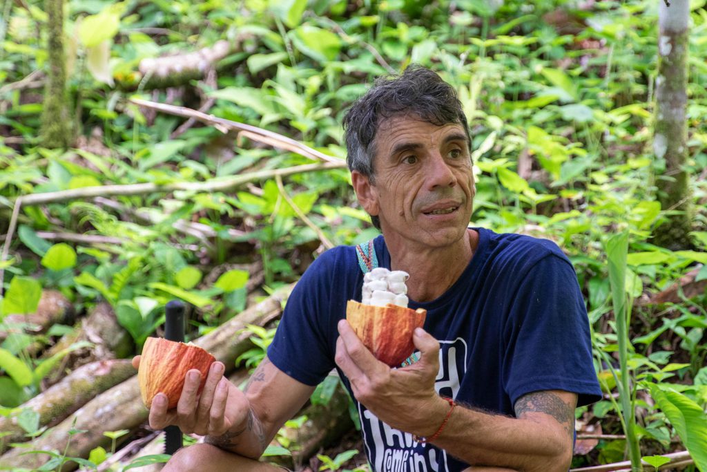 Geöffnete Kakaofrucht, Bastimentos, Bocas del Toro, Panama