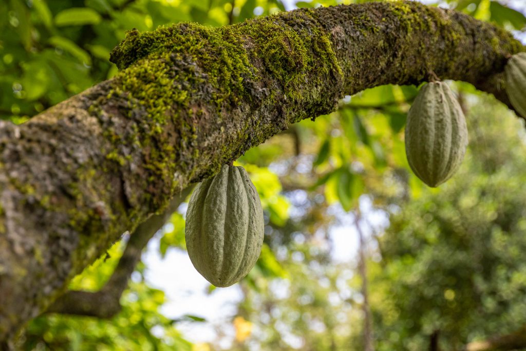 Kakaofruch, die aus dem Baumstamm wächst - Bastimentos, Bocas del Toro, Panama