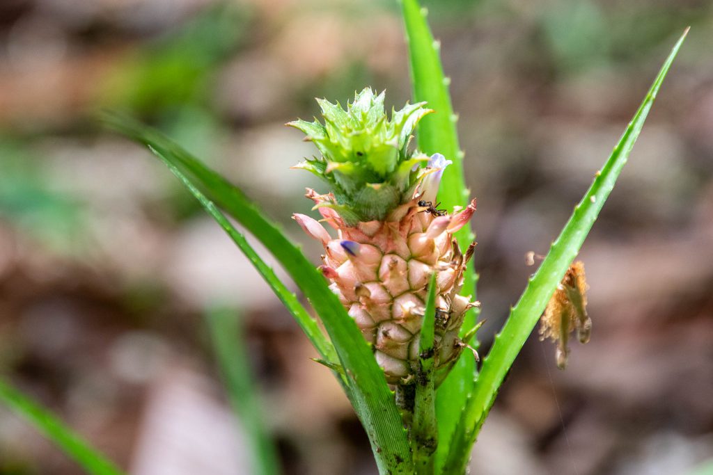 Zierananas - Bastimentos, Bocas del Toro, Panama