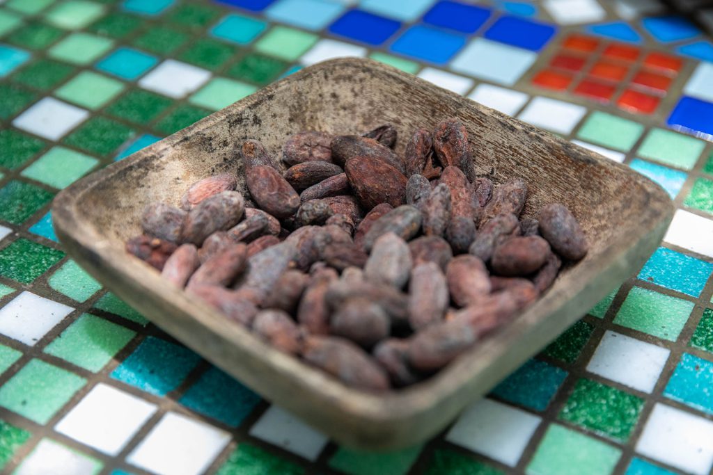 Getrocknete Kakaobohnen - Bastimentos, Bocas del Toro, Panama