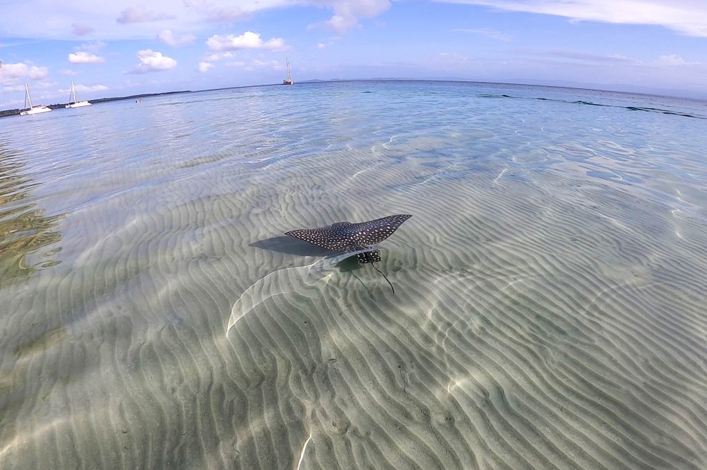 Adlerrochen, Starfish Beach, Bocas de Toro, Isla Colon, Panama