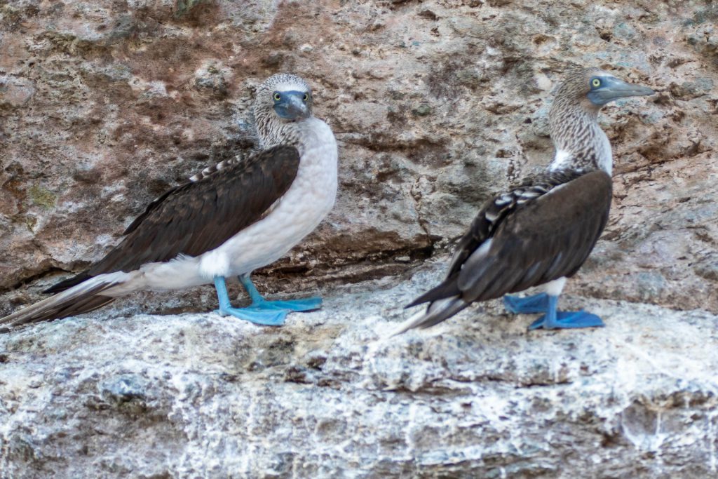 Blue footed Booby, Vogelinsel, Pearl Island, Panama
