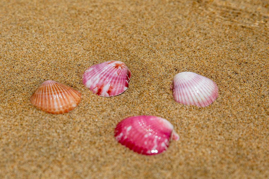 Pinke Muscheln am Strand von Saboga, Panama