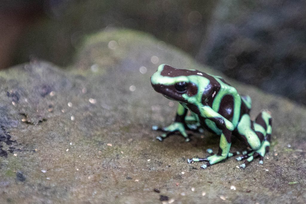 Grüner Frosch im Summit Rainforest Resort, Panama