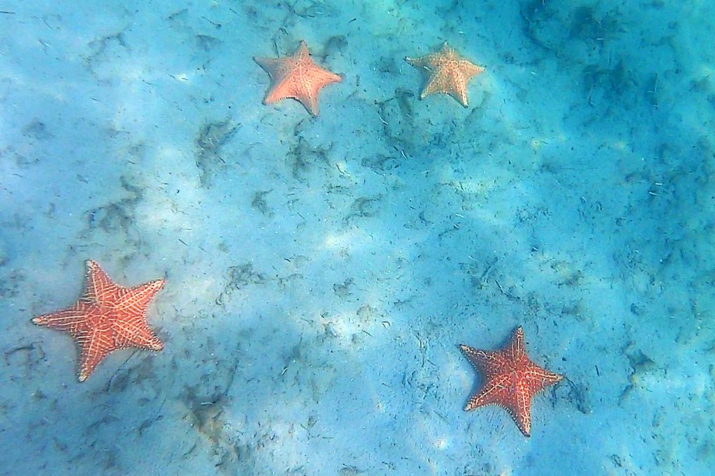 Starfish Beach, Bocas de Toro, Isla Colon, Panama