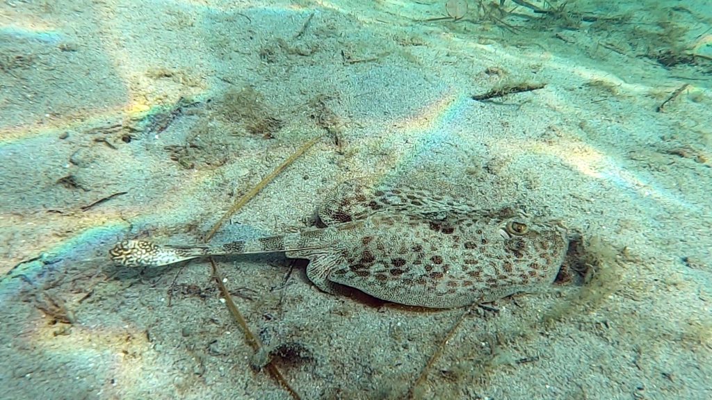 Torpedorochen am Playa Estrella, Isla Colon, Bocas del Toro, Panama