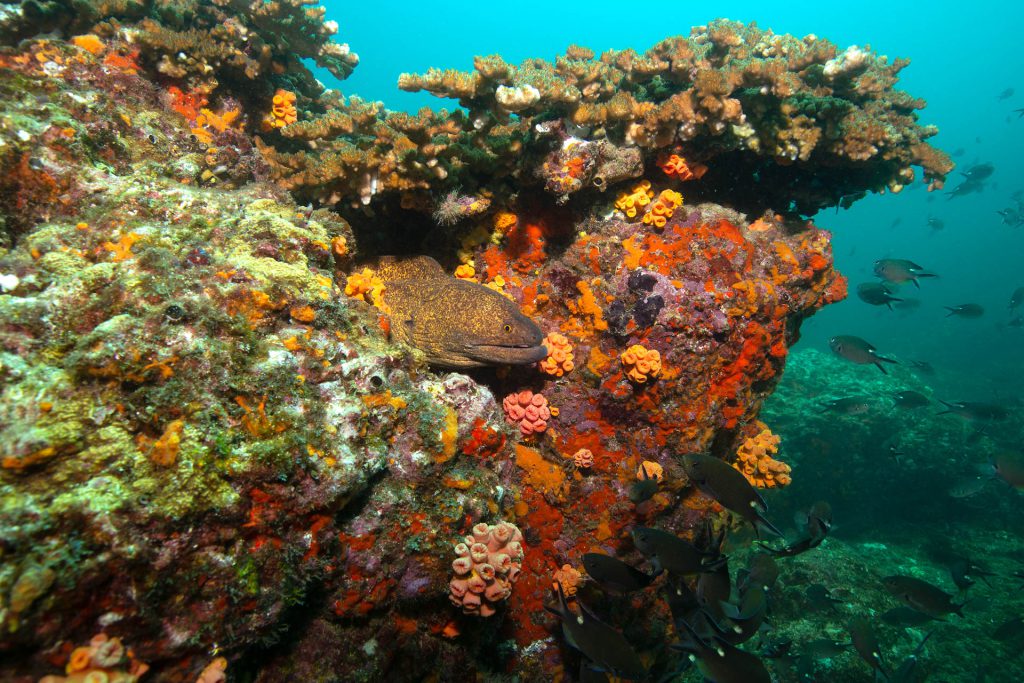 Muräne, Coiba-Nationalpark, Pazifik, Panama, Scuba Coiba Tauchcenter