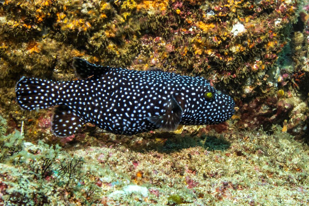 Perlhuhn-Kugelfisch, schwarz-weiss, Panama, Pazifik, Coiba-Nationalpark