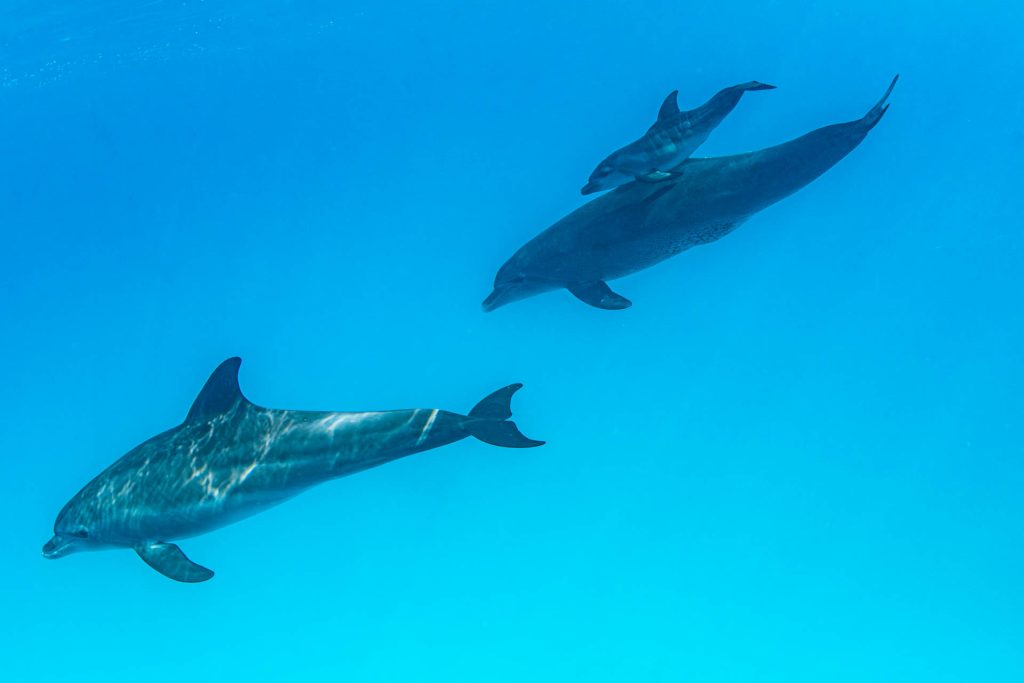 Delfin mit Delfinbaby / Delfinkalb im Roten Meer, Dolphin Watch Alliance, El Gouna, Ägypten
