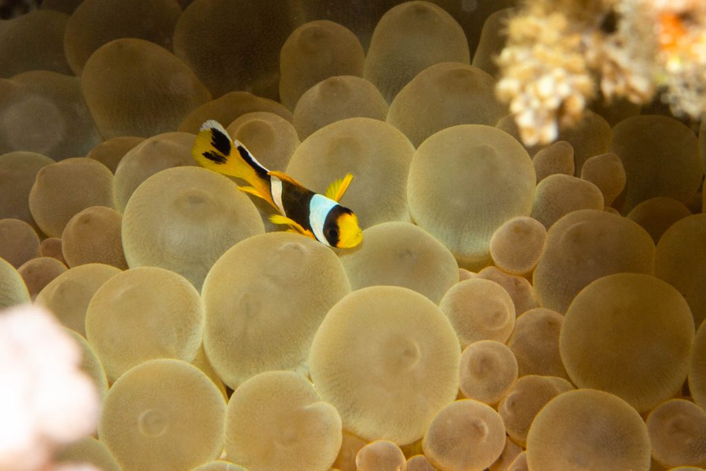 Baby Clownfisch, Sachwa Abu Galawa, ORCA Dive Club El Gouna, Ägypten