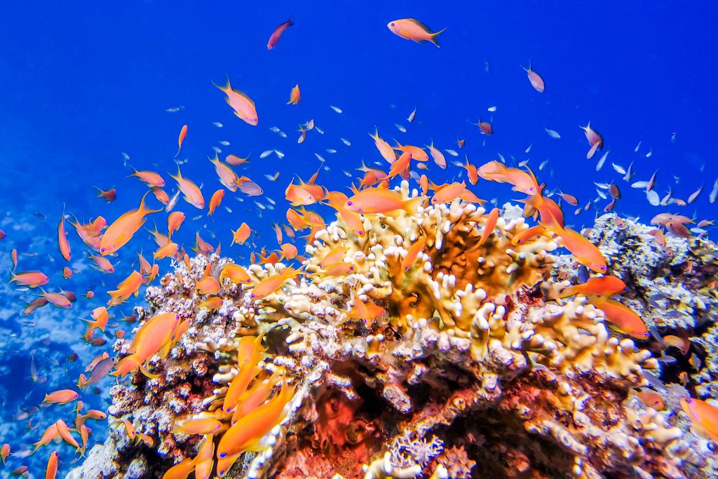 Unterwasserfoto mit HUAWEI Mate 20 Pro im DIVEVOLK Unterwassergehäuse - Fahnenbarsche