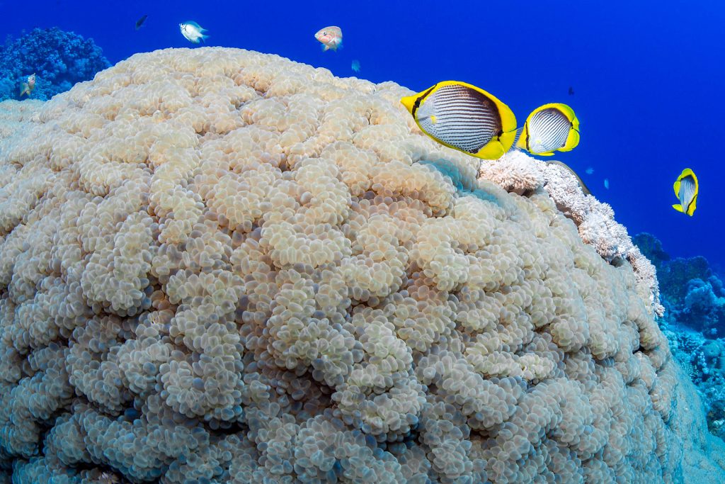 Blasenkoralle und Schwarzrücken-Falterfische, Tauchplatz Abu Kafan South, ORCA Dive Club Soma Bay, Ägypten