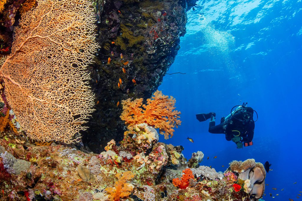 Gorgonie und Weichkoralle, Tauchplatz Abu Kafan South, ORCA Dive Club Soma Bay, Ägypten