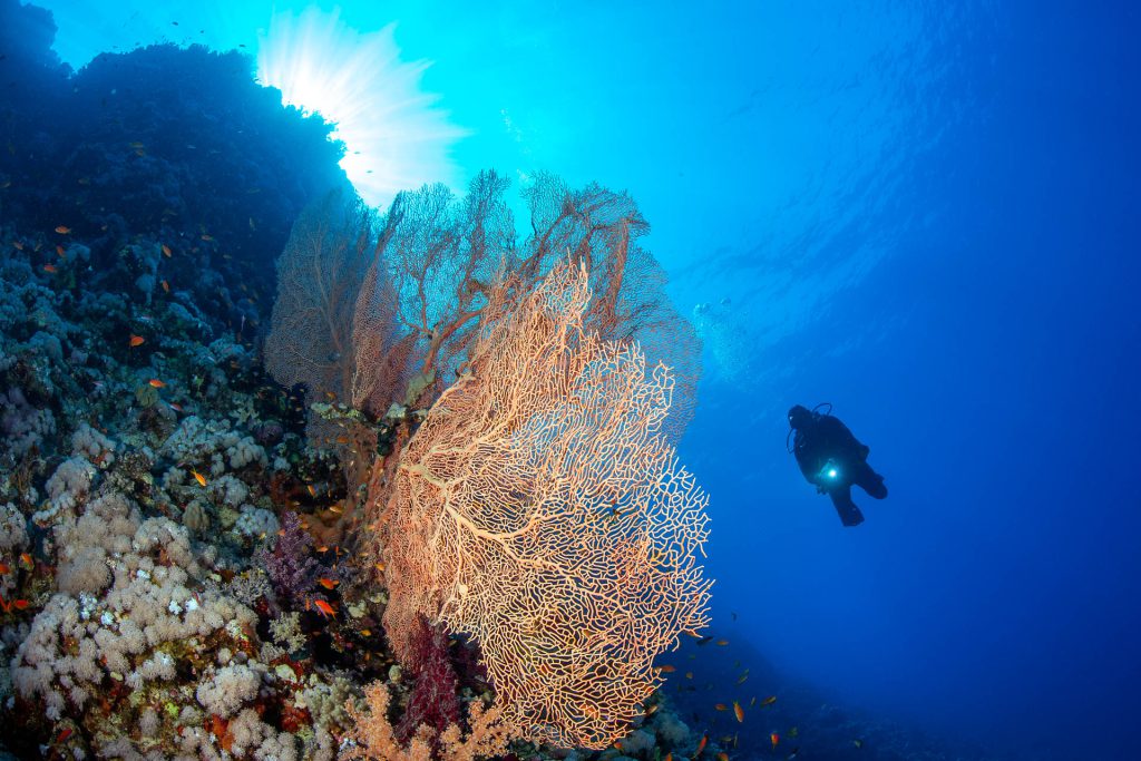 Gorgonie / Seefächer, Tauchplatz Abu Kafan North, ORCA Dive Club Soma Bay, Ägypten