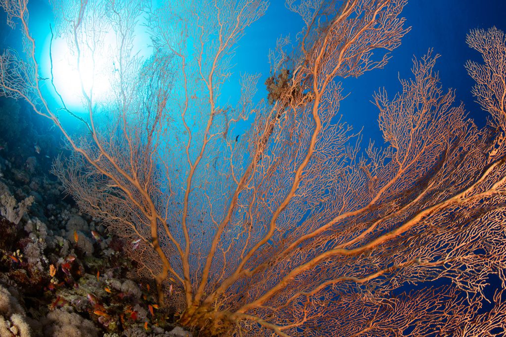 Riesiger Gorgonienfächer, Rotes Meer, Orca Dive Club Soma Bay, Ägypten