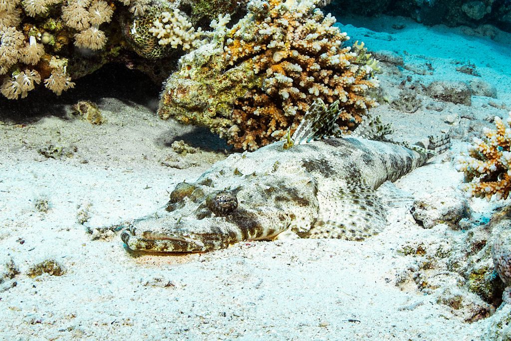 Teppich-Krokodilfisch, Hausriff, Rotes Meer, Orca Dive Club Soma Bay, Ägypten