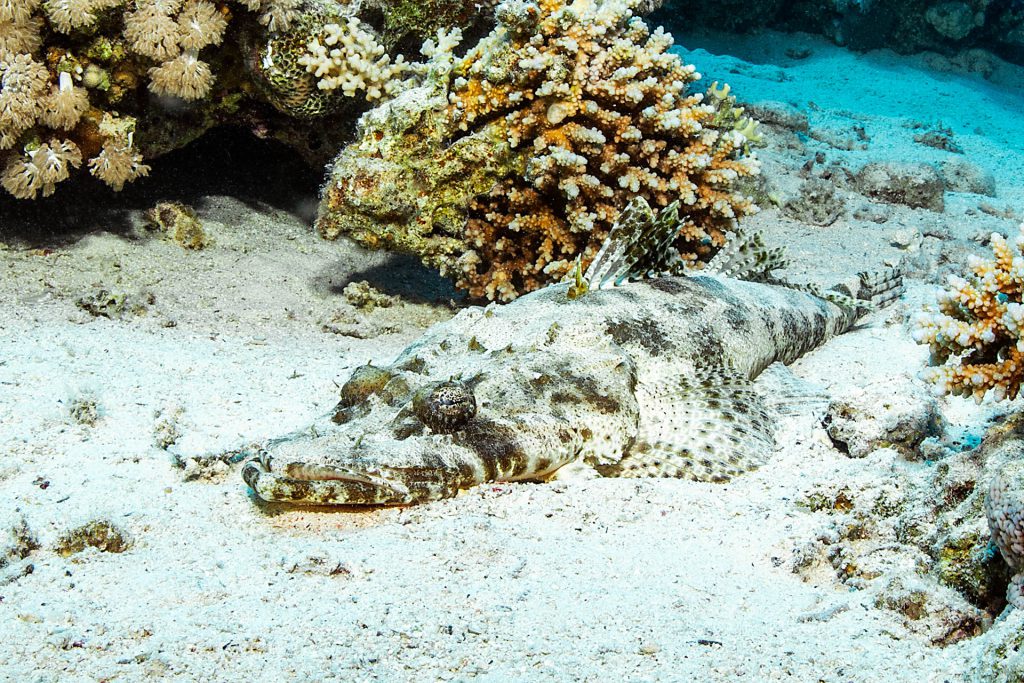 Teppich-Krokodilfisch, Hausriff, Rotes Meer, Orca Dive Club Soma Bay, Ägypten