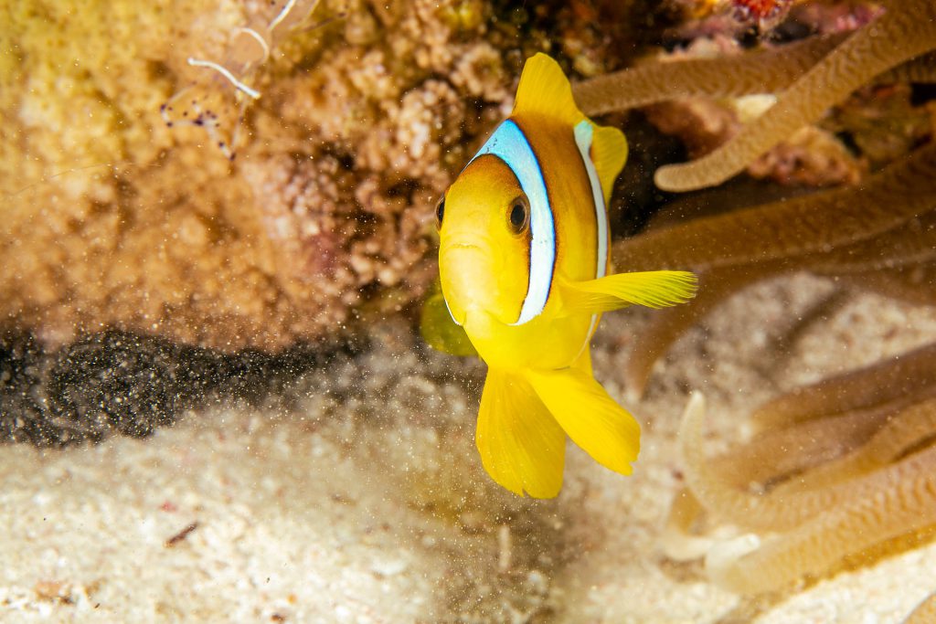 Clownfisch in einer Anemone, Tauchplatz Tobia Arbaa, ORCA Dive Club Soma Bay, Ägypten