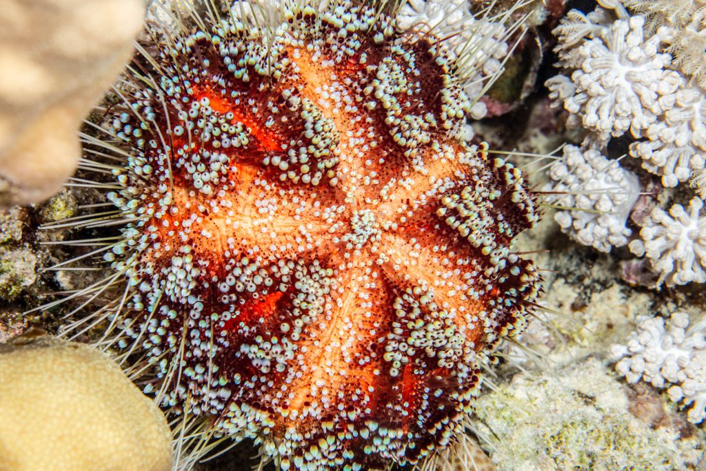 Lederseeigel beim Nachttauchgang am Hausriff, The Breakers Dving and Surfing Lodge, Soma Bay, Ägypten