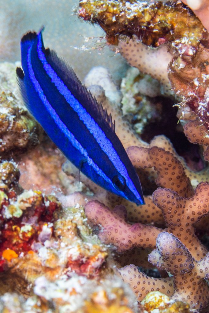 Arabischer-Putzerlippfisch, Rotes Meer, Orca Dive Club Soma Bay, Ägypten