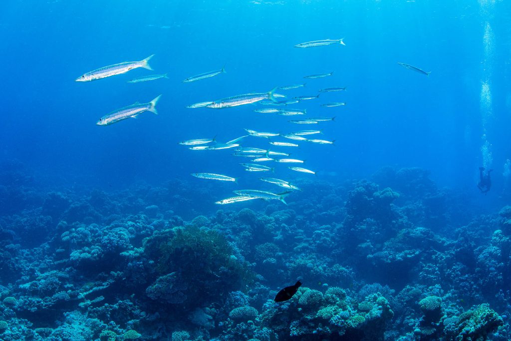 Barrakudas, Tobia Soraya, Rotes Meer, Orca Dive Club Soma Bay, Ägypten