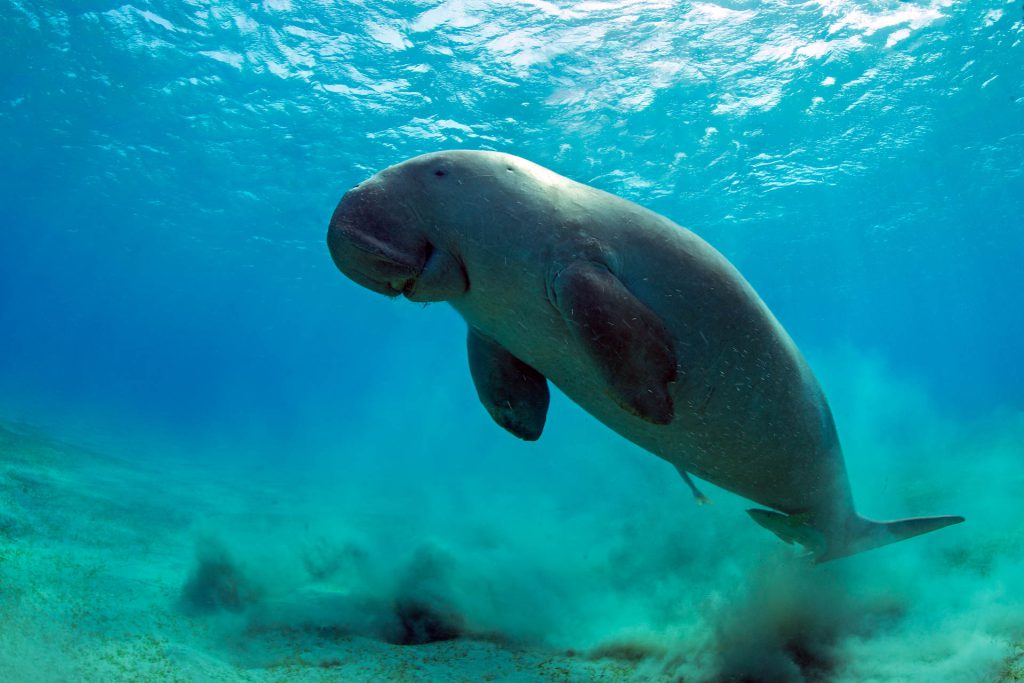 Dugong / Seekuh beim Auftauchen in El Quseir, Rotes Meer, Ägypten