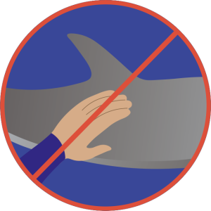 DWA Code of Conduct für Schwimmer - Delfine nicht berühren