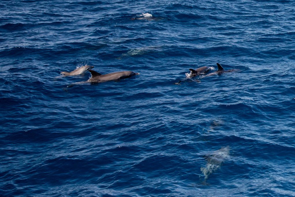 Gruppe Delfine im Roten Meer, Dolphin Watch Alliance, El Gouna, Ägypten