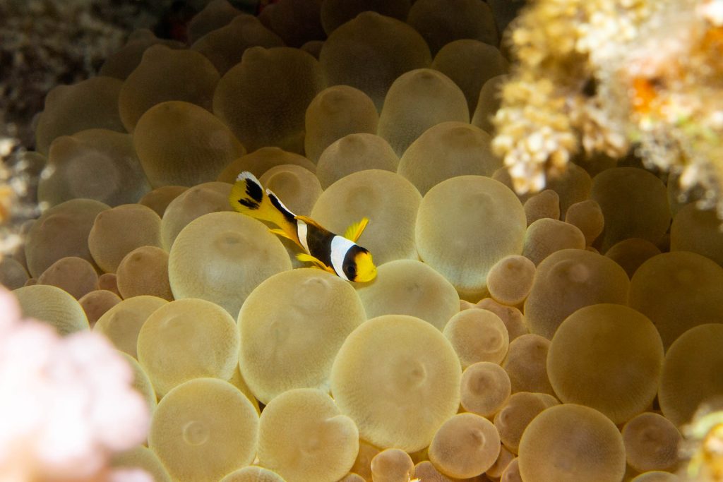 Baby Clownfisch in Blasenanemone, Orca Dive Club El Gouna, Ägypten, Rotes Meer