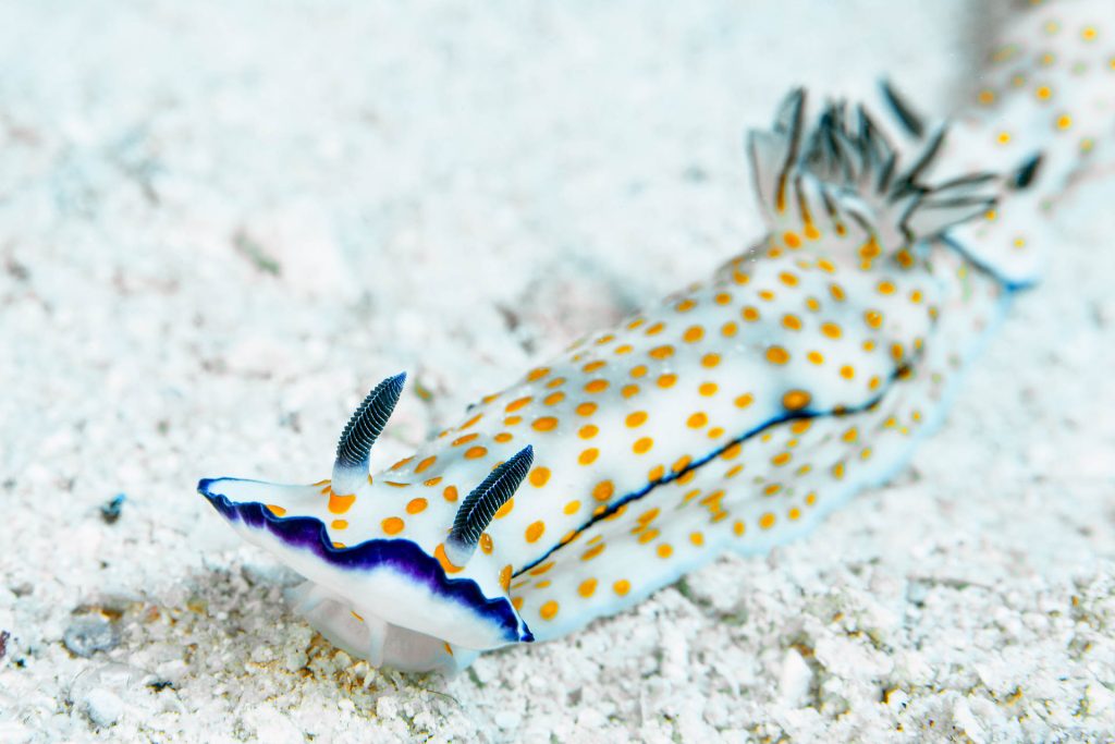 Nacktschnecke, Orca Dive Club El Gouna, Ägypten, Rotes Meer